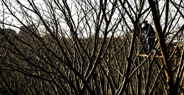 Tout savoir sur l'élagage à toulouse : conseils et astuces